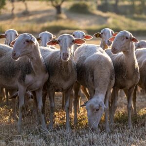 Raza Maellana en peligro de extinción | Ternasco de Aragón